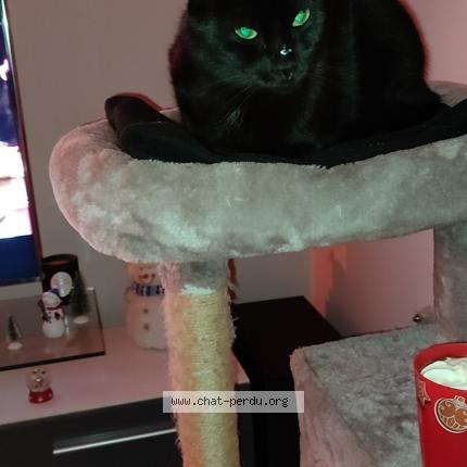 Photo 1/1 Cesar Chat lost in Cerfontaine