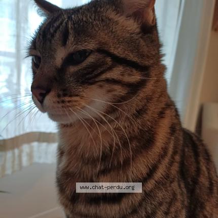 Photo 1/1 biscotte Chat lost in Cagnes sur mer