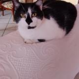 Picture of cat lost at Senozan