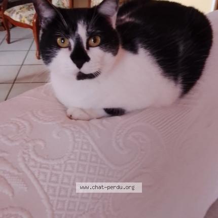 Photo 1/1 Mélissandre Chat lost in Senozan