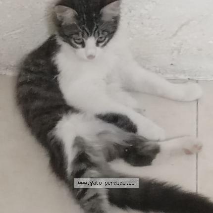 Photo 1/1 NICO Chat lost in San andres cholula