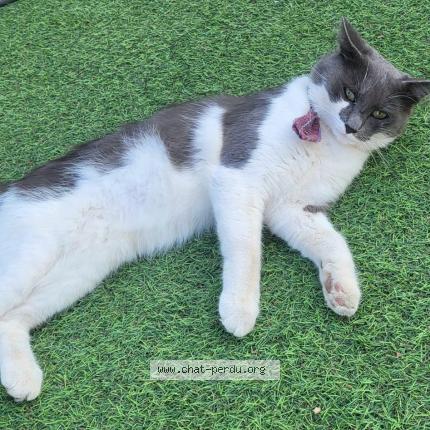 Photo 1/1 Felix Chat lost in Vallauris