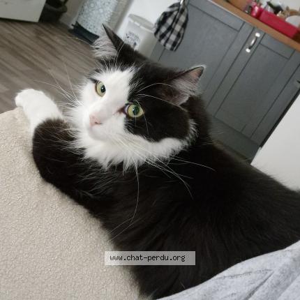 Photo 2/2 Simba Chat lost in Saint chinian