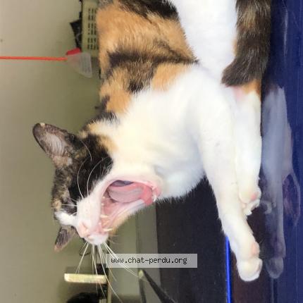 Photo 1/1 Summer Chat lost in Beziers