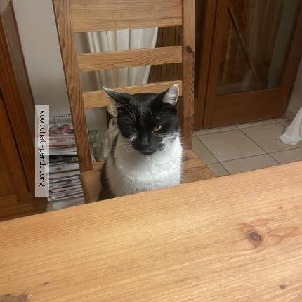 Photo 1/1 Monn Chat lost in Sciez