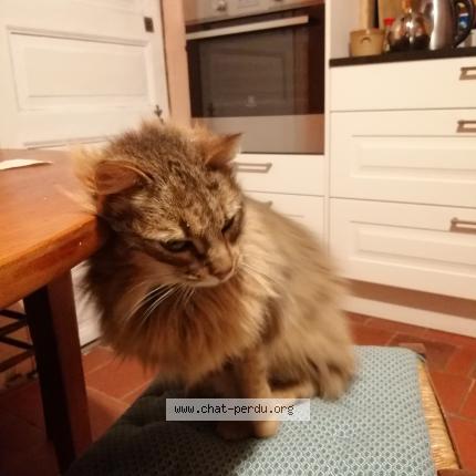 Photo 1/1 Found cat Found in Montfort sur meu