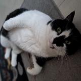 Picture of cat lost at La Riviere De Corps