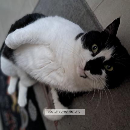 Photo 1/1 Julius Chat lost in La riviere de corps