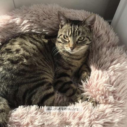 Photo 1/1 Ruben Chat lost in Hadol