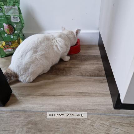 Photo 1/1 Leon Chat lost in Marseille