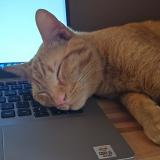 Picture of cat lost at Pau