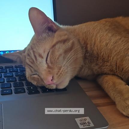 Photo 1/1 Pitcha Chat lost in Pau