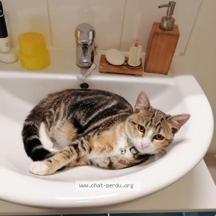 Photo 1/1 Raya Chat lost in Calais