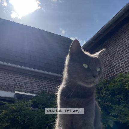 Photo 1/1 Sira Chat lost in Lievin