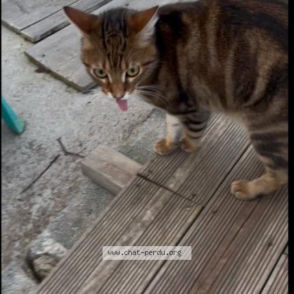 Photo 1/1 Found cat Found in St leger sur roanne