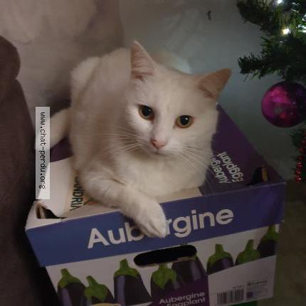 Photo 1/1 Mamma Chat lost in Gilly