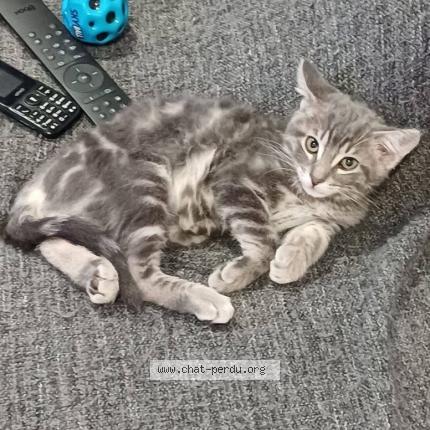 Photo 1/1 Speedy Chat lost in Fresnes