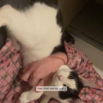 Photo 1/1 Found cat Found in Avignon