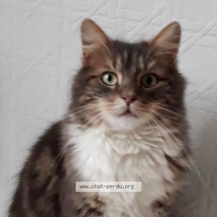 Foto 1/1 Kat teruggevonden Vermist in Jambes