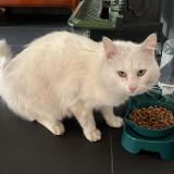 Picture of cat found at Dunkerque