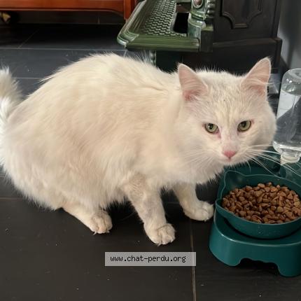 Photo 1/1 Found cat Found in Dunkerque