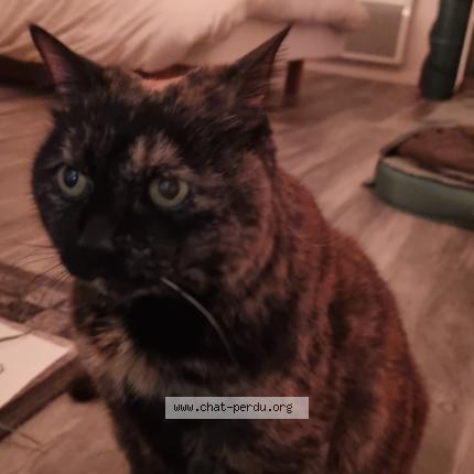 Photo 1/1 Happy Chat lost in Lyon