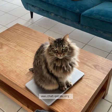 Photo 1/1 Glouglou Chat lost in Saint paul les dax