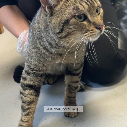 Photo 1/1 Found cat Found in Roubaix