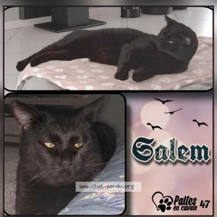 Photo 1/1 Salem Chat lost in St sylvestre sur lot