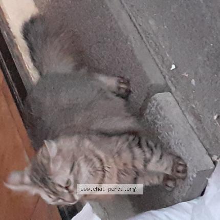Photo 1/1 P&eacute;pette Chat lost in 54340 pompey
