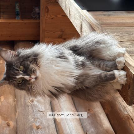 Photo 1/1 Eden Chat lost in Saint jean de vedas