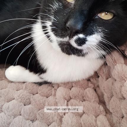 Foto einer verlorenen Katze in Forel Lavaux