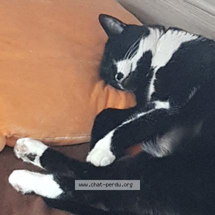 Foto 2/2 Wiedergefundene Katze Verloren in Forel Lavaux