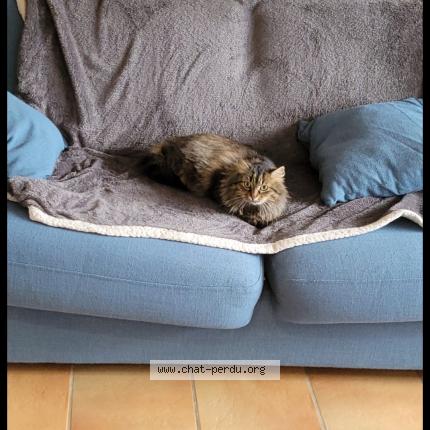 Photo 1/1 Violette Chat lost in La baule