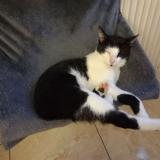 Picture of cat lost at Nogent