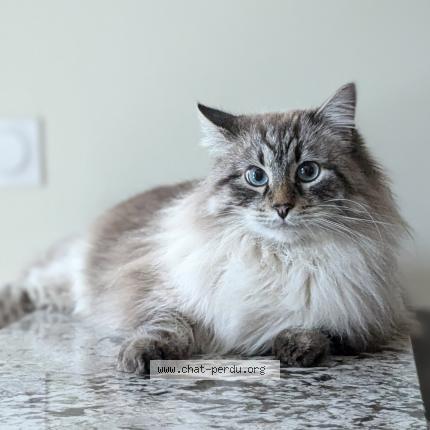 Photo 1/1 Nanuq Chat lost in Bordeaux