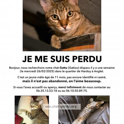 Photo 1/1 Gattu Chat lost in Anglet