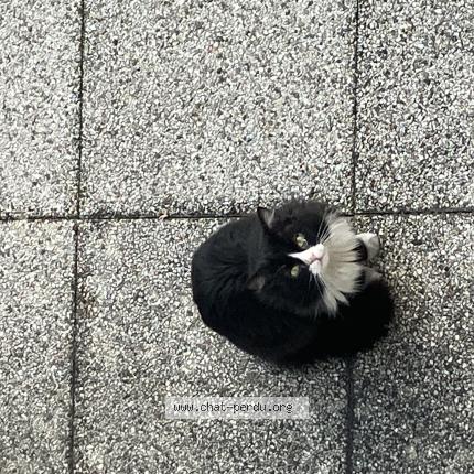 Photo 1/1 Found cat Found in Grenoble