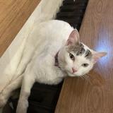 Picture of cat lost at Vincennes