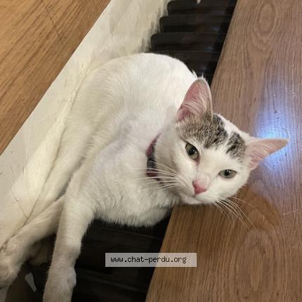 Photo 1/1 Marie Chat lost in Vincennes