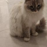 Picture of cat lost at Digne Les Bains