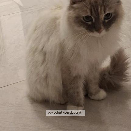 Photo 1/1 Ruya Chat lost in Digne les bains