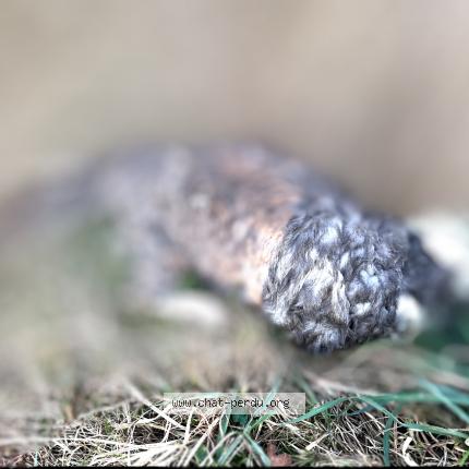 Photo 1/1 Found cat Found in Polliat