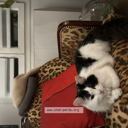 Photo 1/1 Whisky Chat lost in Mezidon vallee d auge