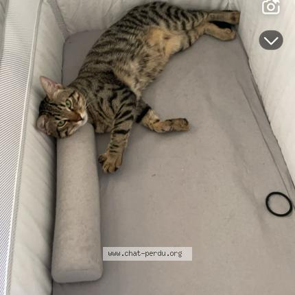 Photo 1/1 Cookie Chat lost in La ciotat