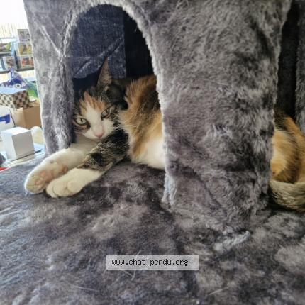 Photo 1/1 Yaya Chat lost in Ales