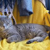 Picture of cat lost at Jouars Pontchartrain