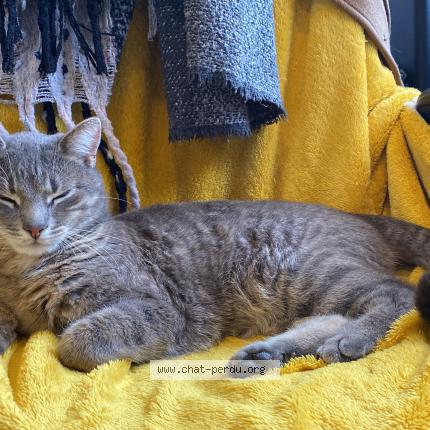 Photo 1/1 Taz Chat lost in Jouars pontchartrain