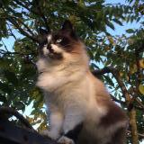 Picture of cat lost at Hauriet