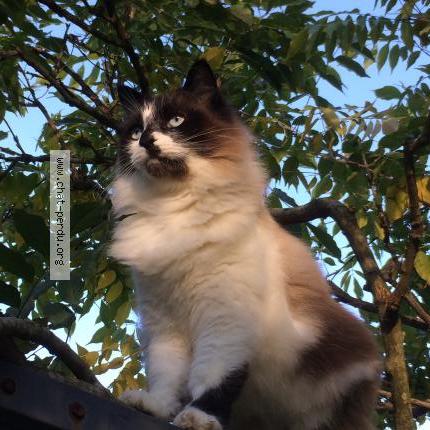 Photo 1/1 Nougat Chat lost in Hauriet